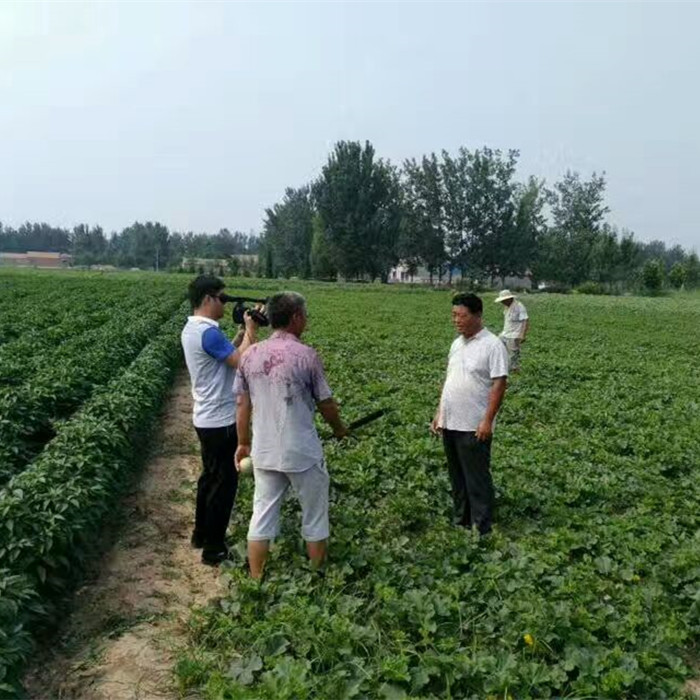 蔬菜種子種植戶鼎牌種植戶-記者采訪鼎牌品種種植戶（魚臺(tái)）