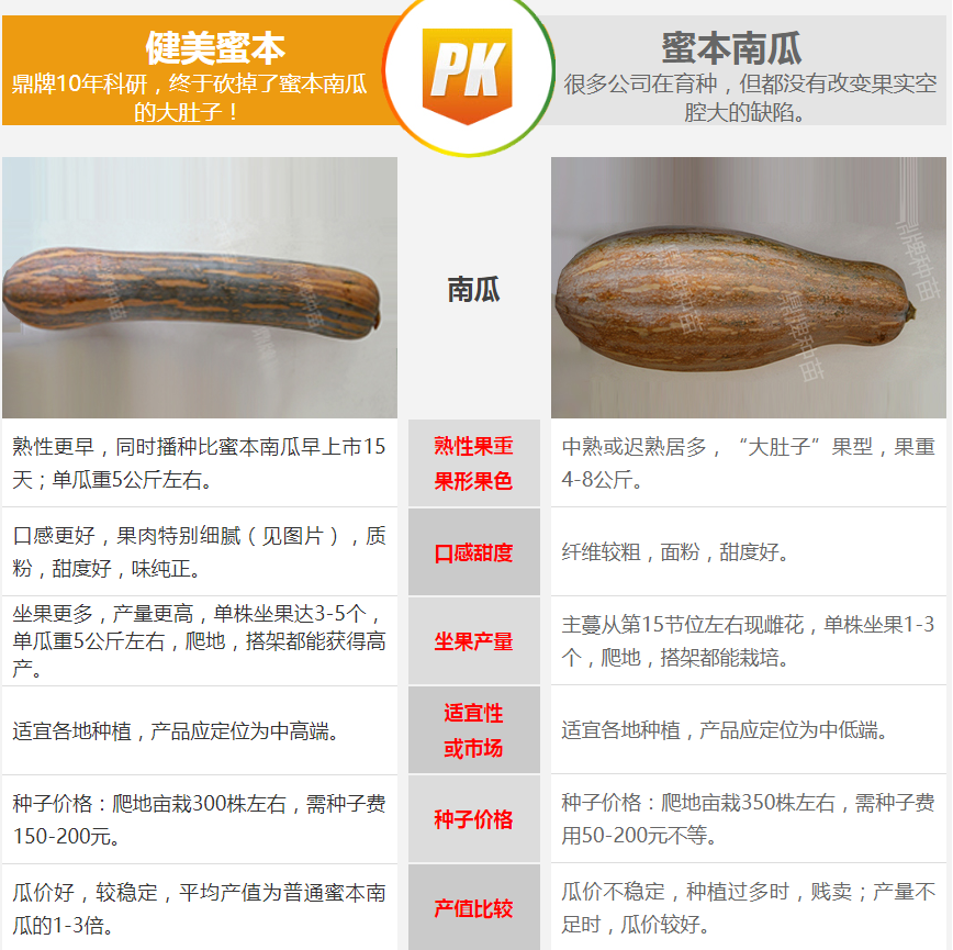 生吃都好吃南瓜新品種，沒有大肚子，肉質(zhì)更密致，農(nóng)戶試種下