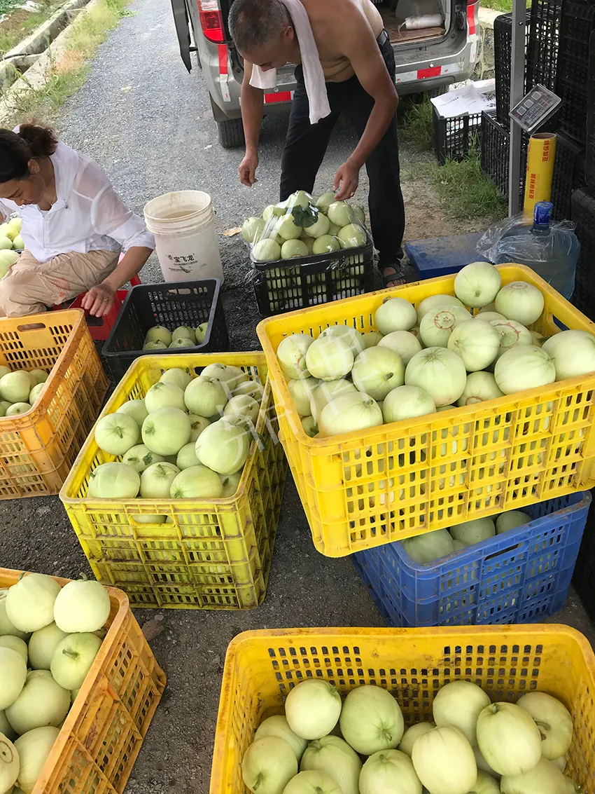 郴州農(nóng)戶種植新品種，果實(shí)又香又甜，很好賣