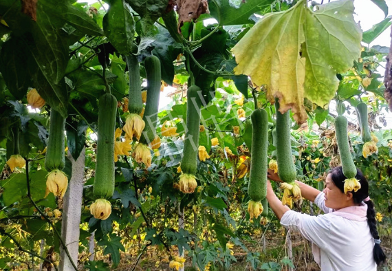 蔬菜種子種植戶客戶點評-8月，持續高溫下，這種絲瓜少見，少見！