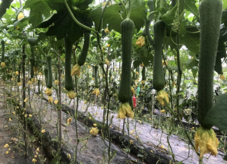 蔬菜種子種植戶客戶點評-我引進這個品種，幫助當地菜農發了財！