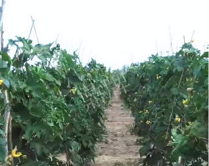 蔬菜種子種植戶客戶點評-種植這個品種，獲得高收入，老婆的功勞最大