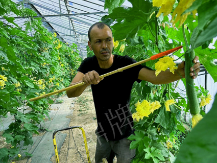 蔬菜種子種植戶客戶點評-這種絲瓜在法國，批發都是30元/kg