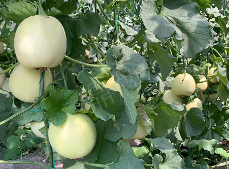 蔬菜種子種植戶客戶點評-“玉奶香2號”甜瓜，真的有那么好嗎？