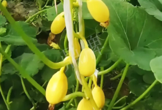 蔬菜種子種植戶客戶點評-一個特色品種種植戶的反饋，帶給大家的思考