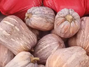 蔬菜種子種植戶客戶點評-今年，這個南瓜品種刷新了我的認(rèn)知！您遇到過這種情況嗎？